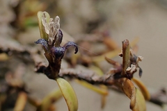 Pittosporum divaricatum