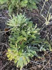 Tournefortia gnaphalodes