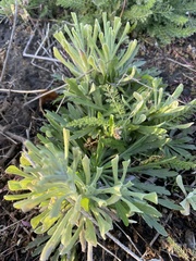 Tournefortia gnaphalodes