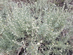 Artemisia mendozana