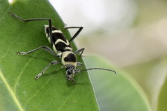 Chlorophorus curtisi