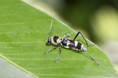 Chlorophorus curtisi