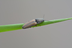 Corymbitodes tarsalis