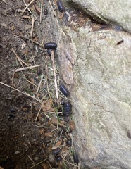 Armadillidium vulgare