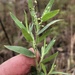 Dichanthelium acuminatum - Photo (c) brettbudach, algunos derechos reservados (CC BY-NC)