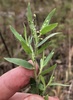 Dichanthelium acuminatum - Photo (c) brettbudach, alguns direitos reservados (CC BY-NC)