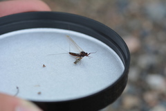 Leptophlebia cupida