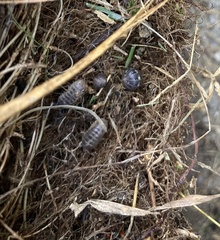 Armadillidium vulgare