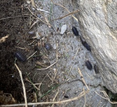 Armadillidium vulgare