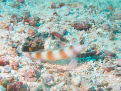 Amblyeleotris ellipse