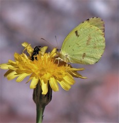 Abaeis deva deva