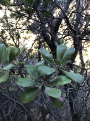 Comarostaphylis diversifolia