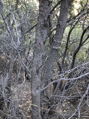Comarostaphylis diversifolia