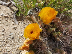 Maihueniopsis ovata