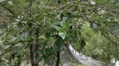 Quercus tarokoensis