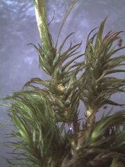 Dicranoloma robustum