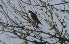 Falconiformes