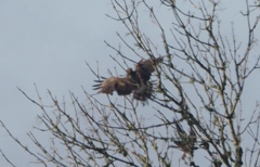 Falconiformes