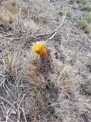 Austrocactus philippii