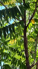 Averrhoa bilimbi