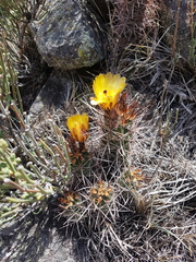 Austrocactus philippii
