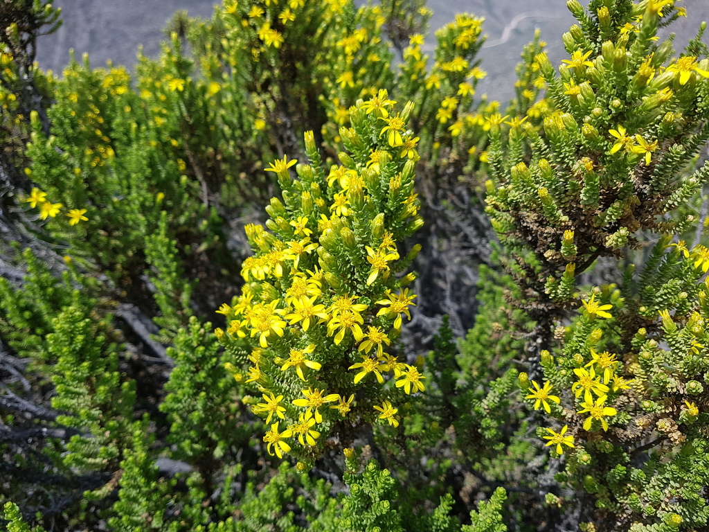 Chiliotrichinae