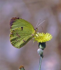 Abaeis deva deva
