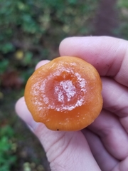 Lactarius luculentus