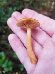 Lactarius luculentus