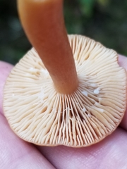Lactarius luculentus