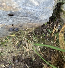 Armadillidium vulgare