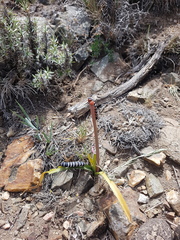 Chlanidophora patagiata