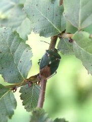 Ditomotarsus punctiventris