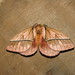 Pseudodirphia regia - Photo (c) Lepidoptera Colombiana 🇨🇴, alguns direitos reservados (CC BY-NC), uploaded by Lepidoptera Colombiana 🇨🇴