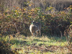 Odocoileus virginianus leucurus