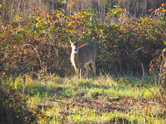 Odocoileus virginianus leucurus