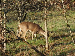 Odocoileus virginianus leucurus