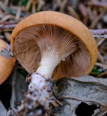 Paralepista