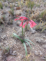 Zephyranthes graciliflora