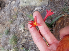 Zephyranthes graciliflora