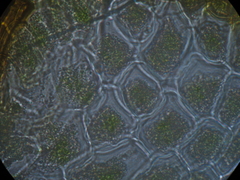 Dicranoloma robustum