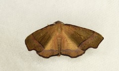 Plagodis phlogosaria