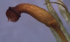 Dicranoloma robustum