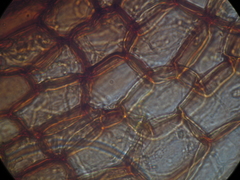 Dicranoloma robustum