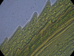 Dicranoloma robustum