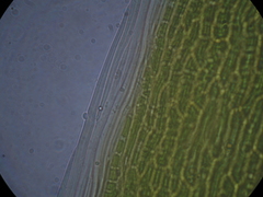 Dicranoloma robustum