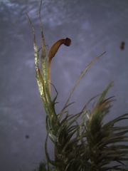 Dicranoloma robustum