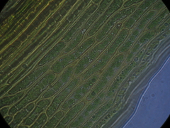 Dicranoloma robustum