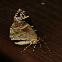 Gandaritis atricolorata