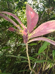 Columnea dimidiata